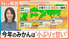 今年のみかんは小玉で糖度が高い　甘い見分け方と長持ちさせる保存術＆農家がAI活用などで「収入2倍」になった理由【Nスタ解説】