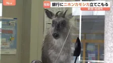駅前の銀行内に「ニホンカモシカが立てこもり」　銀行から110番通報　新潟・JR柏崎駅前の繁華街　数時間後…麻酔吹き矢で捕獲