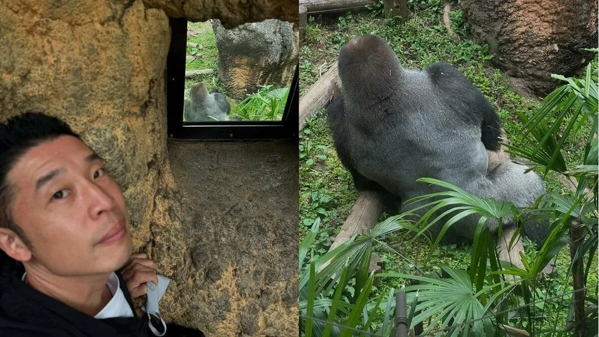【なかやまきんに君】「ゴリラの広背筋を見に」動物園でも筋肉に余念無し「#今日は背中の日」　フォロワー共感「ゴリラええ筋肉」「草食なのにゴツい筋肉」