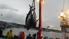クロマグロ漁獲枠25%増で合意 反対していたメキシコが賛成に転じる　鈴木農水大臣「前進があった」