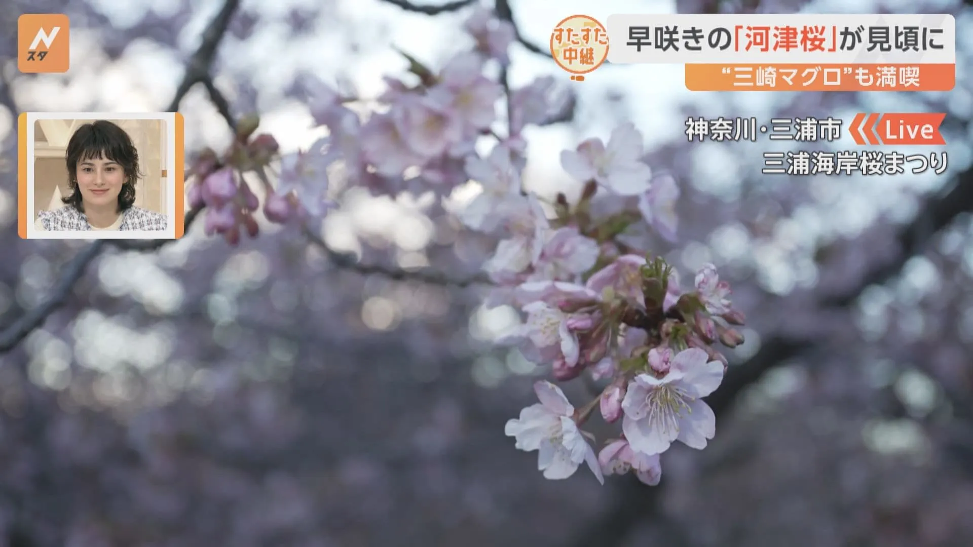 早咲きの「河津桜」がようやく見頃に…三浦海岸で桜まつりが開催中！菜の花・京急・富士山とのコラボも！！三崎マグロも満喫