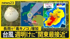 【台風25号】長雨で増加「毒キノコ」「雨漏り」が…週明け“関東に最接近”で屋根の修理が間に合わない　シルバーウィーク警報級大雨への備えを【news23】