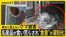 夜の動物園に忍び込むクマ 一度ならず二度までも…山形では名産品が食い荒らされ“食害”が深刻化【news23】