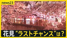 各地で“花散らしの雨”…見ごろを迎えた桜の名所では「桜より酒」　1日も全国的に雨の予報…“花見のラストチャンス”は？【news23】