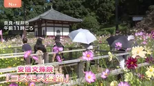 「クリアできませんでした！」約5万本のコスモス咲く「花の迷路」に親子ら挑戦 今年は難易度高め？11月上旬まで見頃　奈良・安倍文殊院