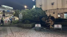 JR宇都宮駅前で10mの木倒れる　けが人なし　台風15号による強風の影響か