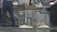 犬猫11匹を劣悪環境で飼育し虐待か　男女２人を動物愛護法違反の疑いで逮捕 警視庁
