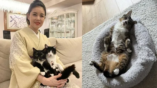 【 ねこ 】藤あや子「じゃこ天がウチの子1周年」ついに〝3猫会談に初めて参加〟フォロワー祝福「なんて嬉しい光景」