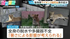 “熱中症の疑い”動物園ライオン3頭死ぬ　他3頭も治療中　スポットクーラーなど暑さ対策を強化【ひるおび】