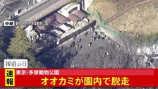 【速報】東京・日野市の多摩動物公園でオオカミ脱走　現在新規入園を停止　来園客には建物内待機など呼びかけ