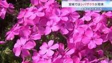 「すごく気持ちがいい」宮崎市でシバザクラ見ごろ　桜に似たピンク色の花を咲かせる