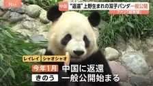 双子パンダ「シャオシャオ」「レイレイ」中国・四川省で一般公開スタート 日本から来たファンの姿も…「感無量」 今年1月に上野動物園から返還