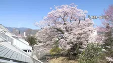 長野・飯田市で県の天然記念物「安富桜」が見頃　去年より10日以上早く開花