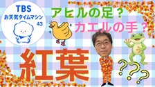 紅葉の季節到来！！イチョウやカエデの意外な由来と今年の紅葉の見頃予想【気象予報士・森朗のお天気タイムマシン】