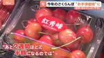さくらんぼ今年は“お手頃価格”に　去年・おととしは「不作」 スーパーでは来月に「半額ぐらいになるのでは」