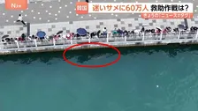韓国・釜山　水路に迷いザメ？2週間でのべ60万人も訪れる人気者に 海洋警察は海への誘導作戦に奮闘するも大苦戦