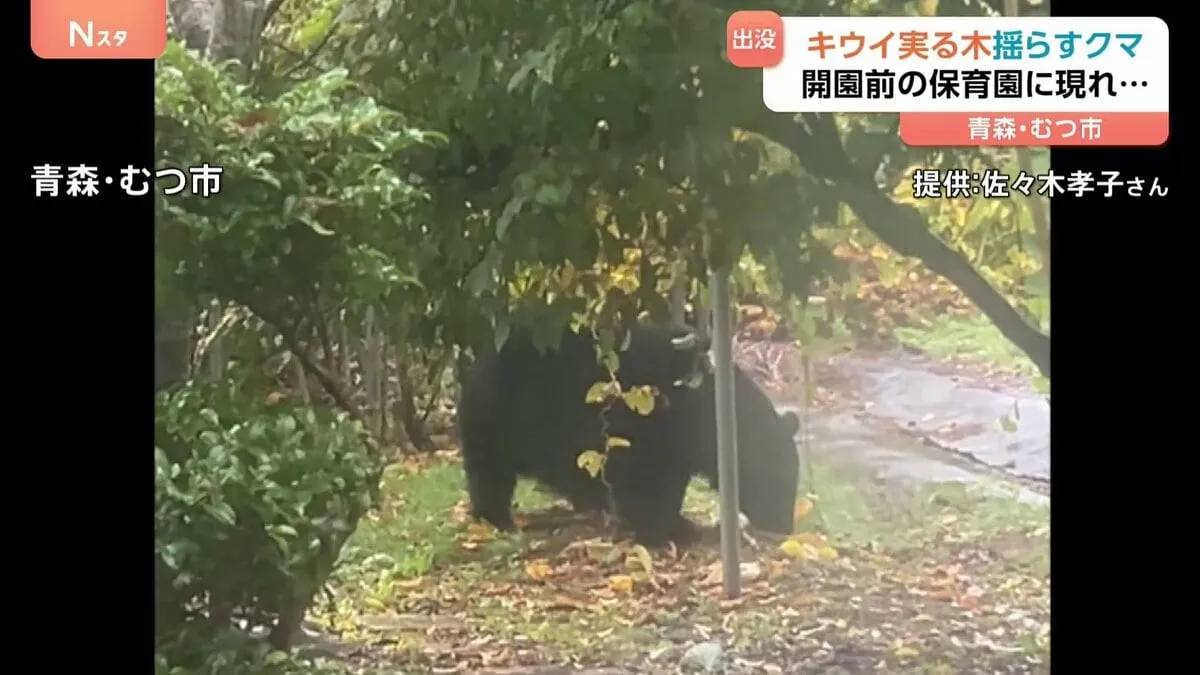 開園前の保育園にクマが出没　キウイが実った木を揺す様子が…AIがクマとの遭遇をリスクを減らす！