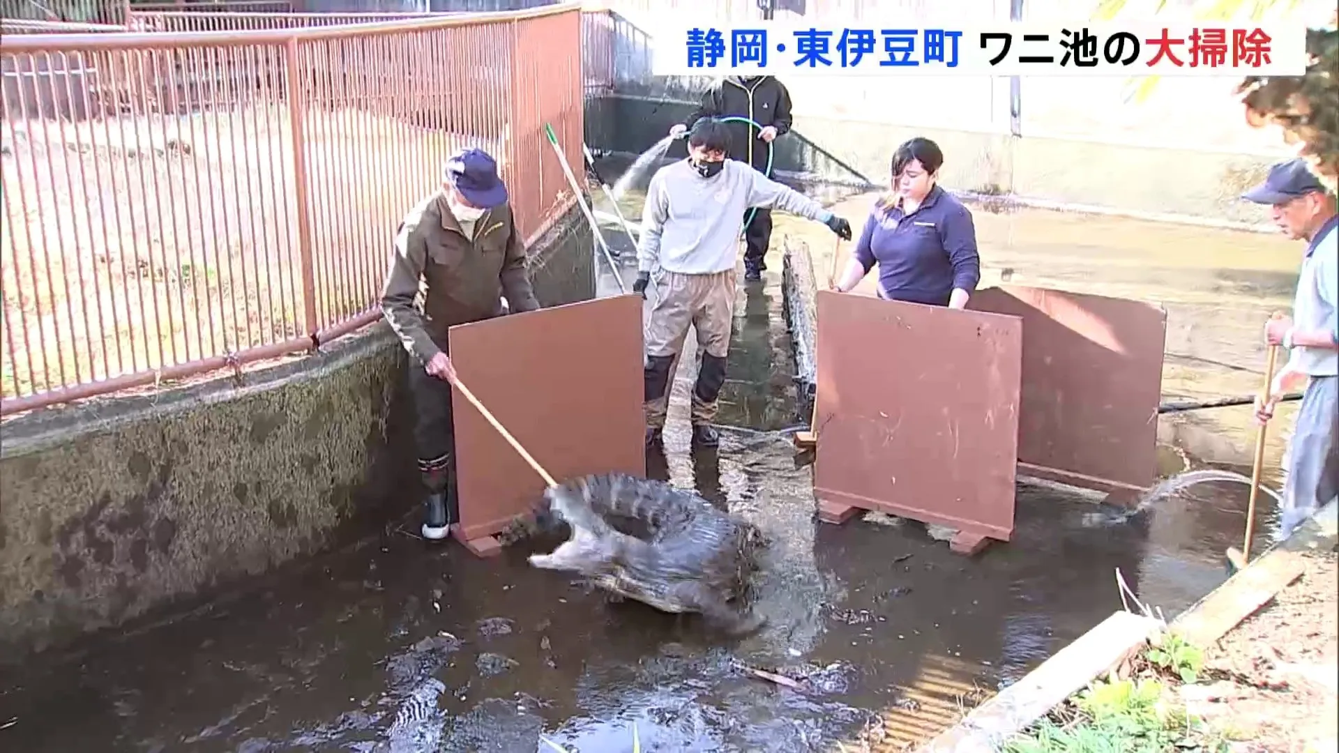 「熱川バナナワニ園」で池の大掃除　ワニが飼育員を威嚇する場面も　静岡県・東伊豆町