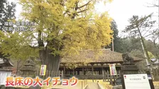 樹齢800年超 黄金色に染まる大イチョウ　福島・喜多方市の新宮熊野神社「長床」