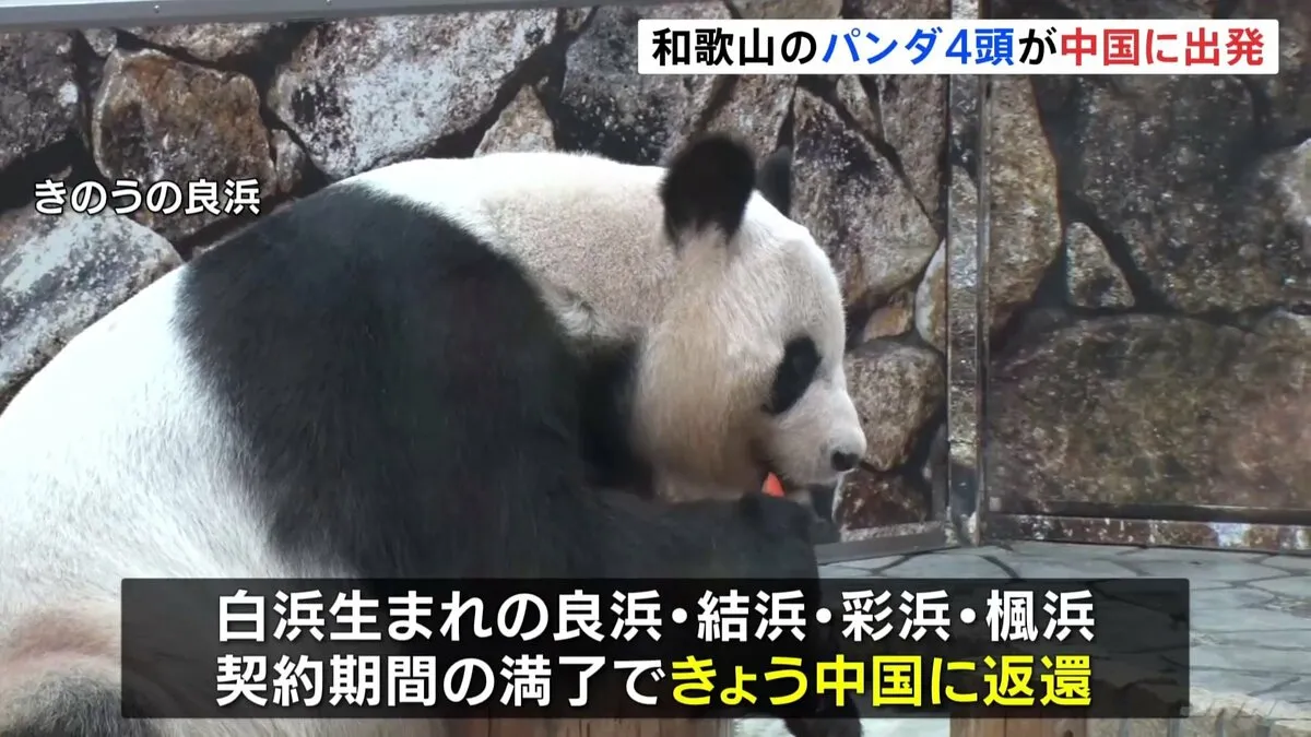 良浜、結浜、彩浜、楓浜の4頭が中国に向けて出発　出発式にはスタッフ約300人と家族らが集まる　和歌山・白浜町アドベンチャーワールド
