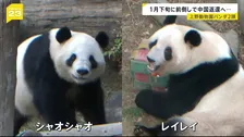 「約50年ぶり」日本からパンダがいなくなる…　上野動物園の2頭が1月下旬に中国返還へ　日中対立続くなか期限より1か月早く