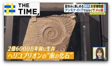 泳ぎ出しそうなほどリアルな“化石の水族館”…夏休みに無料で楽しめる大学博物館【THE TIME,】 