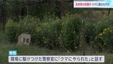 「クマにやられた」食用菊の収穫中に85歳男性が襲われる　秋田・仙北市　秋田県の今年度の人身被害60人超
