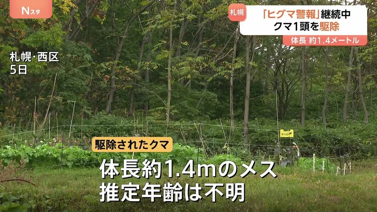 箱わなにかかったメスのクマ1頭駆除　体長約1.4メートル　「ヒグマ警報」継続中の札幌・西区