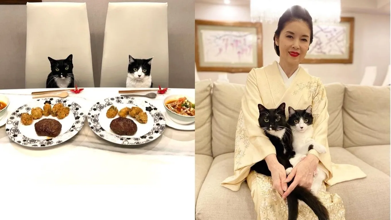 【ねこ】藤あや子さんGW連休中は「マルオレ食堂」と「赤玉製作」　愛猫マル＆オレオはごちそうの前でもお澄ましな表情