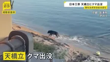 京都・天橋立にクマが出没　海を泳ぎ砂浜走る　業者が麻酔銃撃ち捕獲