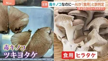 【毒キノコに注意】AI判定を信じて食中毒も　自己判断での採取は危険と自治体呼びかけ