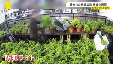 【窃盗の瞬間】高級盆栽7本盗まれる 被害額は数百万円 わずか1分の犯行