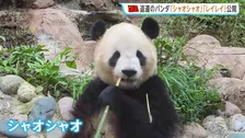 東京の上野動物園から返還の双子パンダ「シャオシャオ」「レイレイ」中国・四川省で公開 朝から多くの人が駆けつける