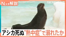 「暑さに慣れず」アシカが熱中症で溺死か　8月いっぱい“危険な暑さ”続く一因は南海上の台風【Nスタ解説】