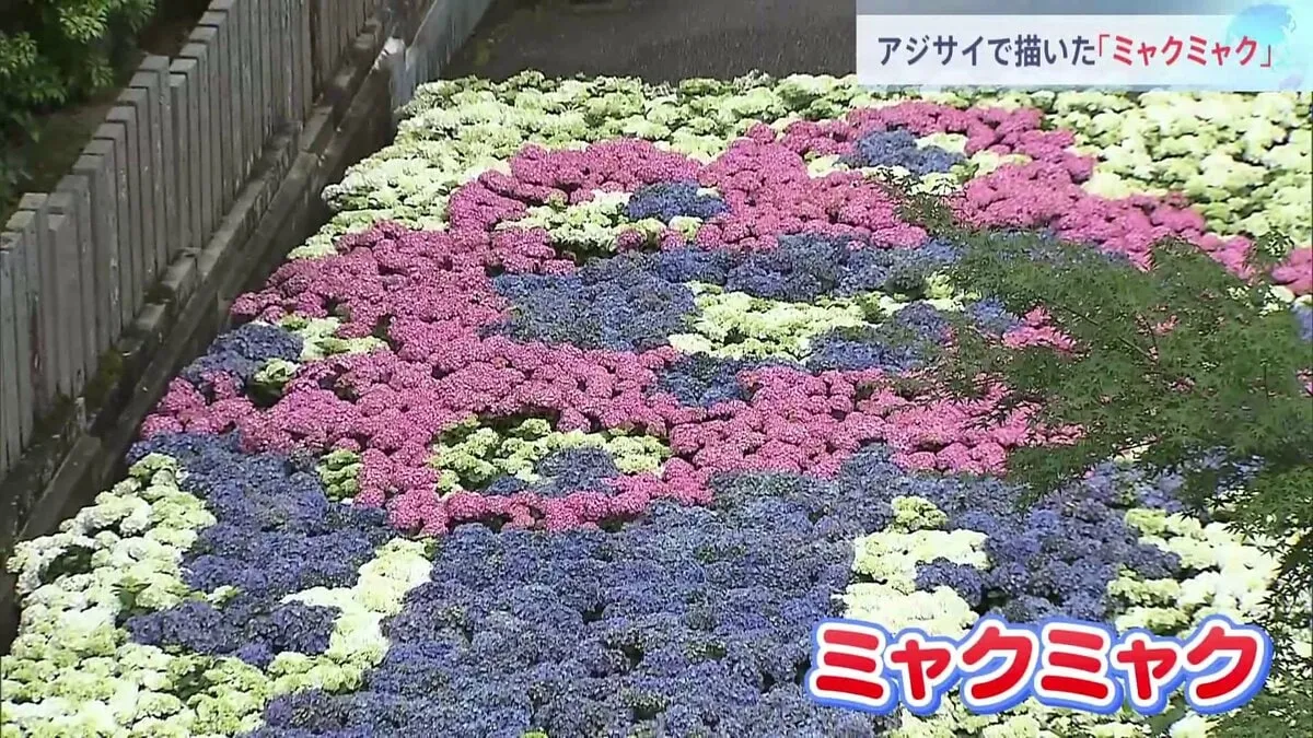 京都・三室戸寺であじさい園が開園　「ミャクミャク」アートも　大阪・関西万博公式キャラを800鉢のアジサイで