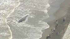 千葉・匝瑳市の座礁クジラ　さらに陸側に打ち上げられ衰弱　「暴れると危険」「近づかないで」と注意呼びかけ
