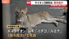多摩動物公園でライオンの「ムギ」「イチゴ」「ルエナ」が相次いで死ぬ 熱中症が原因か スポットクーラーなど設置増やし暑さ対策を強化へ
