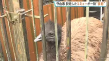 逃げた“エミュー”を捕獲　「ダチョウが徘徊している」と通報　移動動物園の経営者宅から脱走　滋賀・守山市の住宅街