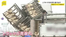 1000羽以上のニワトリ逃げ出し路上に…　約3000羽積んだトラックが荷崩れ　宮城・大崎市の国道