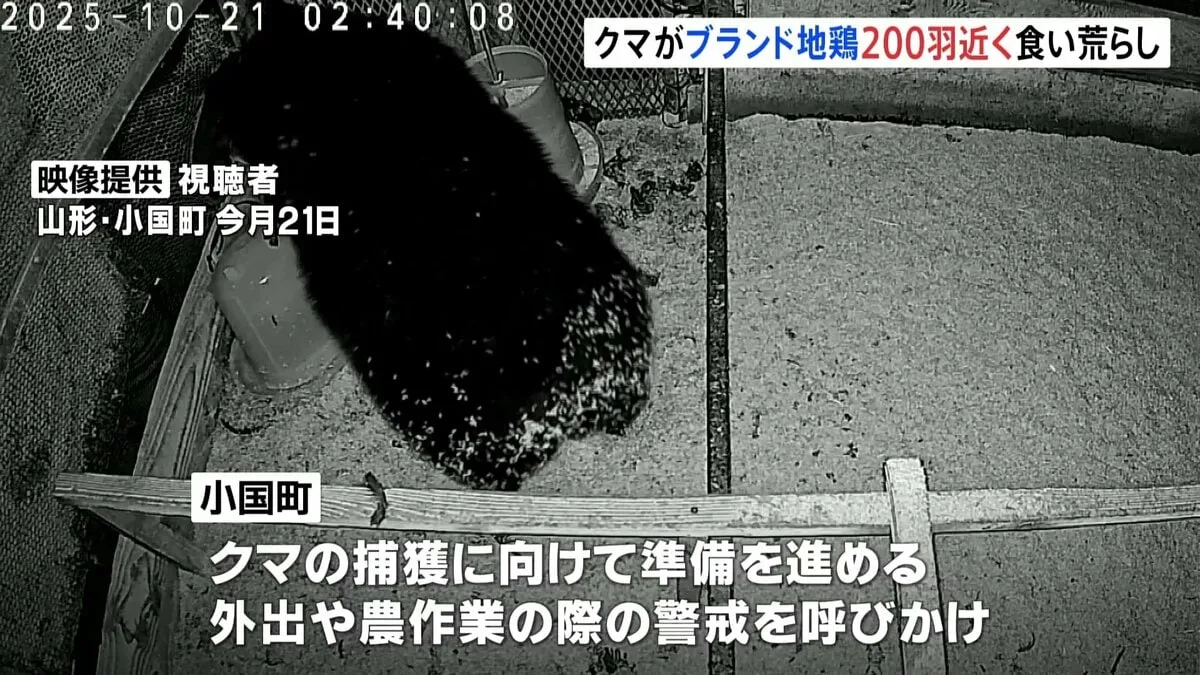クマに「ブランド地鶏」200羽近くが食べられる被害　山形・小国町　住民に警戒呼びかけ
