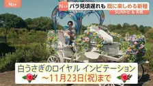 最高気温の積算「1000℃」で開花？秋のバラ見頃近づく　9月長雨で遅れも10月下旬に一面咲く見込み 「不思議の国のアリス」イベントも　京成バラ園　千葉【SUNトピ】