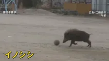 サッカーしている？小学校のグラウンドにイノシシ 鼻や前足使ってボール転がす姿　広島