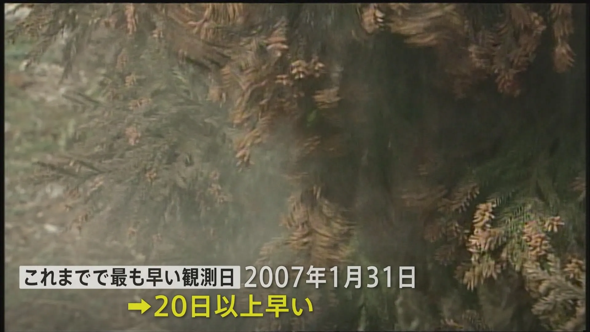 東京でスギ花粉の飛散始まる　これまでの最速記録よりも20日以上早く