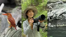 【 磯野貴理子 】　白神山地で “火の鳥” アカショウビンと奇跡の遭遇　オシドリ親子の可愛らしい姿も公開