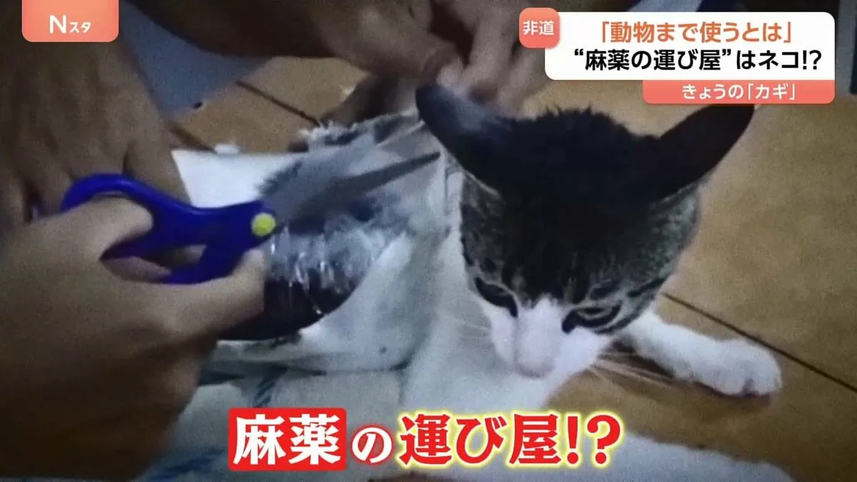 ネコが「麻薬の運び屋」！？コスタリカの刑務所で救出されたネコに巻き付いていたのは“麻薬”　非道な行いに「いたいけな動物まで使うとは許せん！」