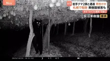 きょうも各地でクマ出没　岩手で犬と散歩中の男性が2頭と遭遇しけが　札幌ではヒグマ駆除　山形の名産品被害に“複雑”な思いも…