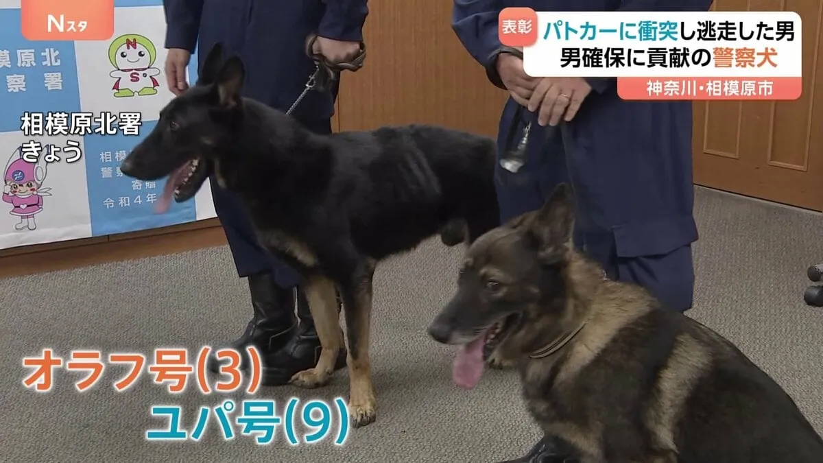 警察犬2頭を表彰　ご褒美はジャーキー　現場に残された臭いから逃走方向を特定　パトカーと衝突し現場から逃走していた男の逮捕に貢献　神奈川県警
