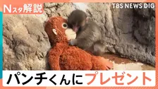 オスの赤ちゃんザル「パンチくん」に新しいお母さん？IKEAジャパンがぬいぐるみをプレゼント【Nスタ解説】