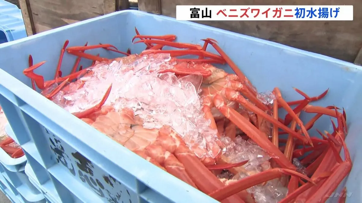 富山で「ベニズワイガニ」初水揚げ　猛暑の影響で例年より10日遅れに　新湊漁港