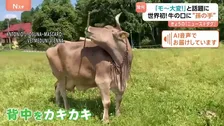背中をカキカキ…世界初！道具を使う牛が「モ～大変！」と話題に　ブラシを口でくわえて“孫の手”のように…